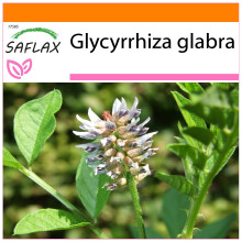 SAFLAX Garden in the bag - Liquirizia - 30 semi - Glycyrrhiza