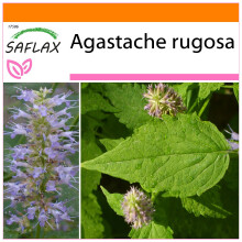 SAFLAX - Garden in the bag - Menthe de Corée - 1200 graines - Avec substrat de culture dans un sac pratique à montage automatique - Agastache rugosa
