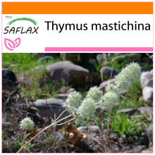 SAFLAX - Garden in the bag - Thym résineux - 250 graines - Avec substrat de culture dans un sac pratique à montage automatique - Thymus mastichina