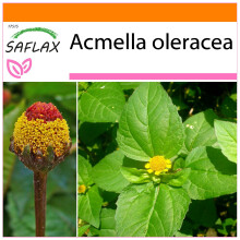 SAFLAX - Garden in the bag - Brède mafane - 500 graines - Avec substrat de culture dans un sac pratique à montage automatique - Acmella oleracea