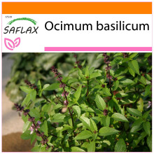SAFLAX - Garden in the Bag - Thai Basil - 200 seeds - With substrate in a fitting stand up bag - Ocimum basilicum