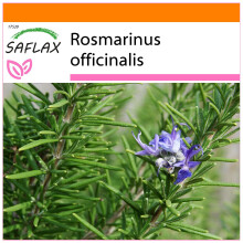 SAFLAX - Garden in the bag - Romarin - 100 graines - Avec substrat de culture dans un sac pratique à montage automatique - Rosmarinus officinalis