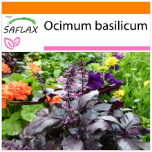 SAFLAX - Garden in the Bag - Red Basil - 200 seeds - With substrate in a fitting stand up bag - Ocimum basilicum