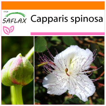 SAFLAX - Garden in the bag - Câprier - 25 graines - Avec substrat de culture dans un sac pratique à montage automatique - Capparis spinosa