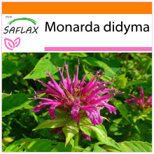SAFLAX - Garden in the bag - Monarde - 20 graines - Avec substrat de culture dans un sac pratique à montage automatique - Monarda didyma