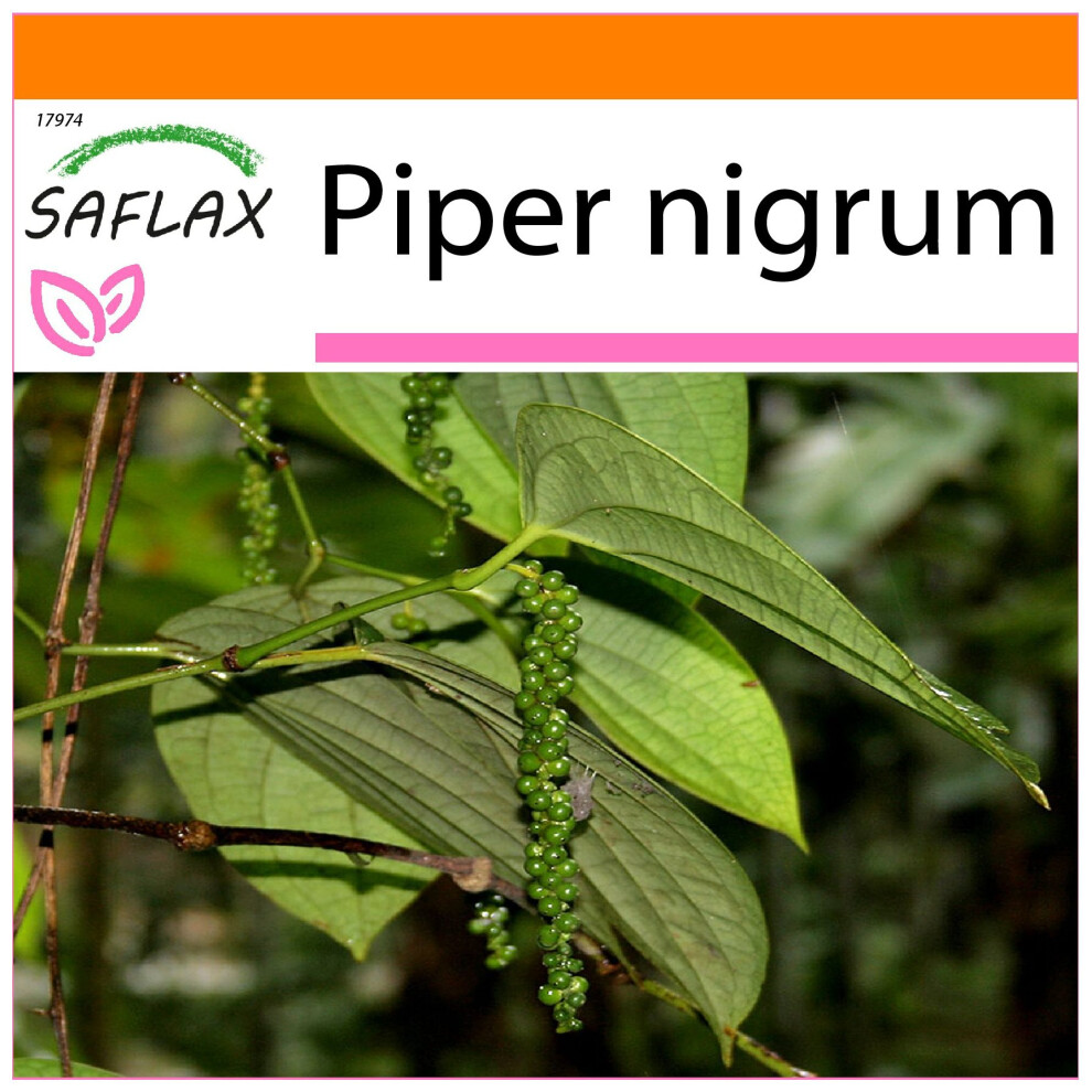 SAFLAX - Garden in the Bag - Pepper Plant - 20 seeds - With substrate in a fitting stand up bag - Piper nigrum