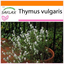 SAFLAX - Garden in the bag - Thym commun - 200 graines - Avec substrat de culture dans un sac pratique à montage automatique - Thymus vulgaris
