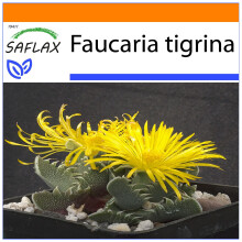 SAFLAX - Garden in the bag - Gueule de tigre - 40 graines - Avec substrat de culture dans un sac pratique à montage automatique - Faucaria tigrina