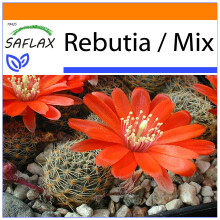 SAFLAX - Garden in the bag - Cactus nain argentin - 40 graines - Avec substrat de culture dans un sac pratique à montage automatique - Rebutia / Mix