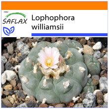 SAFLAX - Garden in the Bag - Peyote - 20 seeds - With substrate in a fitting stand up bag - Lophophora williamsii