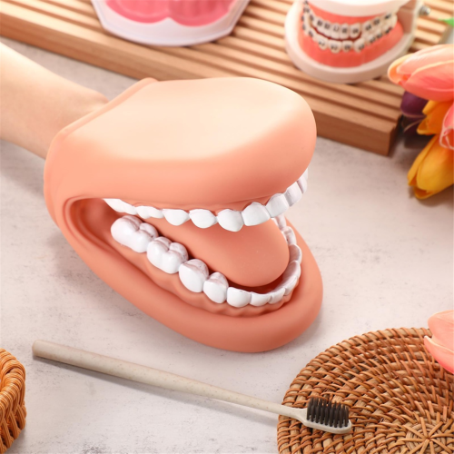 Marionnette à bouche avec langue et dents, modèle de bouche dentaire 2