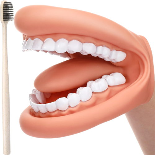 Marionnette à bouche avec langue et dents, modèle de bouche dentaire