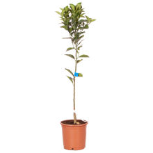 1 x Citrus Blood Orange Fruit Tree in 4 Litre Pot, 80cm Tall