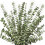 12Pcs Dried Eucalyptus Branches Greenery Stems,17 Inch 100% Real 2