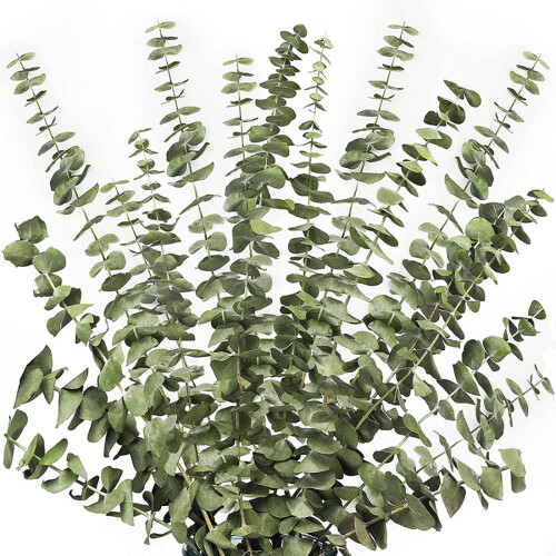 12Pcs Dried Eucalyptus Branches Greenery Stems,17 Inch 100% Real 1