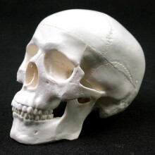 Human Anatomical Model Medicine Skull Human Anatomical Anatomy Head Studying Anatomy Teaching Supplies Skull Model TTH