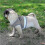 (S, Blue) Escape Proof Cat Harness for Secure and Comfortable Outdoor Adventures 5