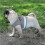 (S, Red) Escape Proof Cat Harness for Secure and Comfortable Outdoor Adventures 3