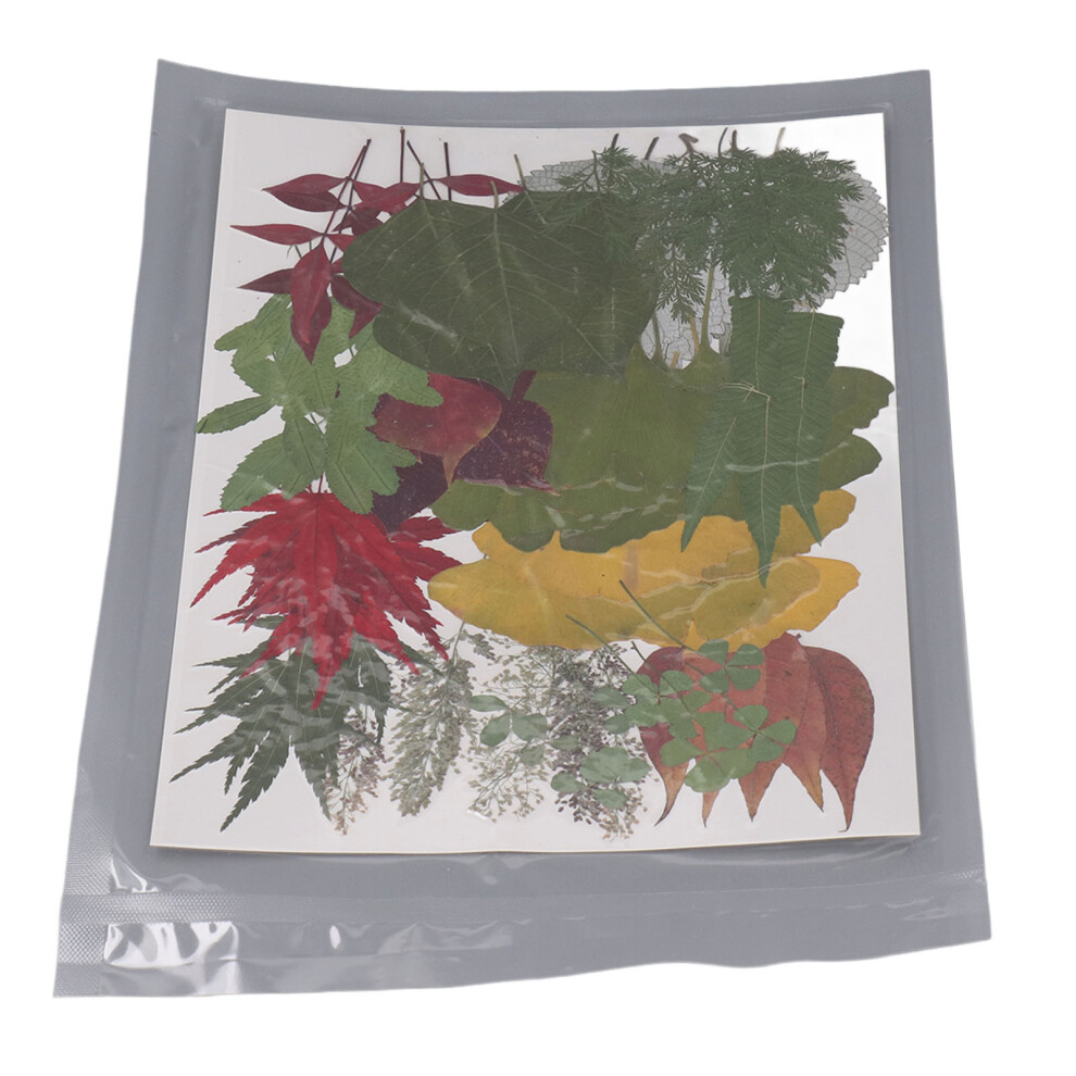 90Pcs Pressed Flowers Dried Leaves Bulk Kit for Crafts Resin Mould Scrapbooking DIY Products-image-OPC-PHQCFQC-NEW