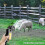Green Dog Shower Head - Shower Your Dog with Ease 5