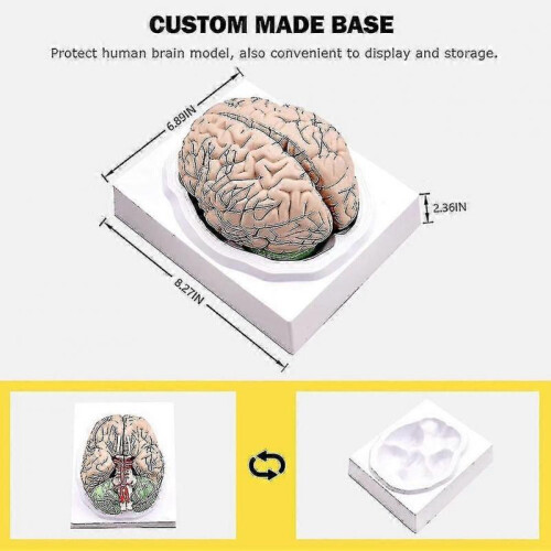 Human Brain,life Size Human Brain Anatomy Model with Display Base, for Science Classroom Study & Te 1