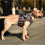 (M) Dog Support Harness For Front Legs, Straps For Old, Paralysis Dogs 2