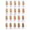 Tarte Shape Tape Radiant Medium Coverage Concealer Full Size - 53H - Deep Honey 4