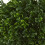Nearly Natural 10in. Τεχνητό Φυτώριο Boxwood UV Ανθεκτικό (Εσωτερικού/Εξωτερικού Χώρου) 4