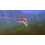 Rapala for Kinect - Xbox 360 4