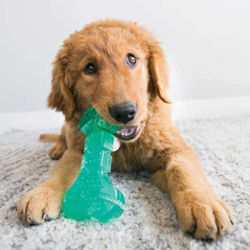 KONG KONG Squeezz Dental Bone Dog Toy Medium 2