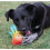 KONG KONG Shieldz Tropics Octopus Dog Toy Medium 3