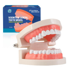 LA MIERE 1-pack standaard tandenmodel Volwassen standaard Typodont-demonstratie Prothesemodel voor kinderen Tand Tandheelkundig onderwijs Schone weer