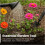 6L Black Watering Can with Detachable Rose Head 3