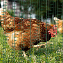 PVC Coated Welded Wire Mesh Chicken Poultry Aviary Fence Run Hutch Pet Rabbit
