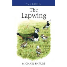 The Lapwing