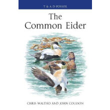 The Common Eider