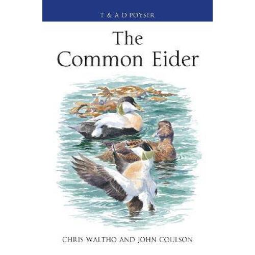 The Common Eider