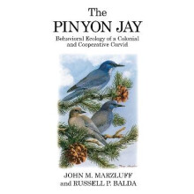 The Pinyon Jay