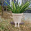Swing Face Pflanztopf 13,5  10  11 cm 285 g 5