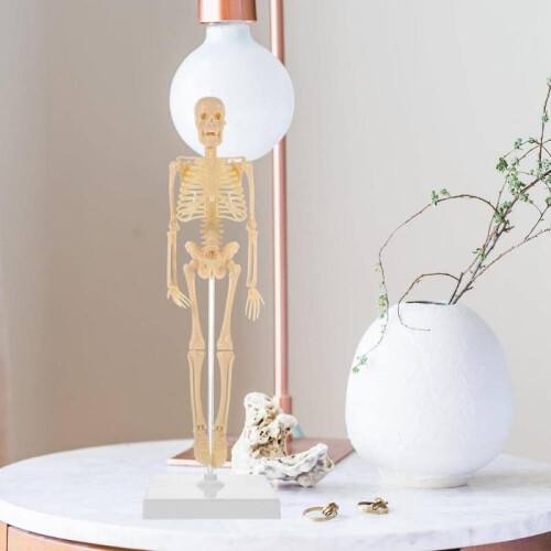 Human Skeleton Model - 17.7" High Diy Anatomy Educational Toy 2