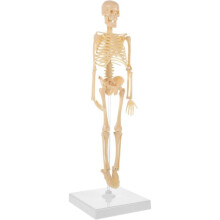Human Skeleton Model - 17.7" High Diy Anatomy Educational Toy