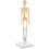 Human Skeleton Model - 17.7" High Diy Anatomy Educational Toy 1