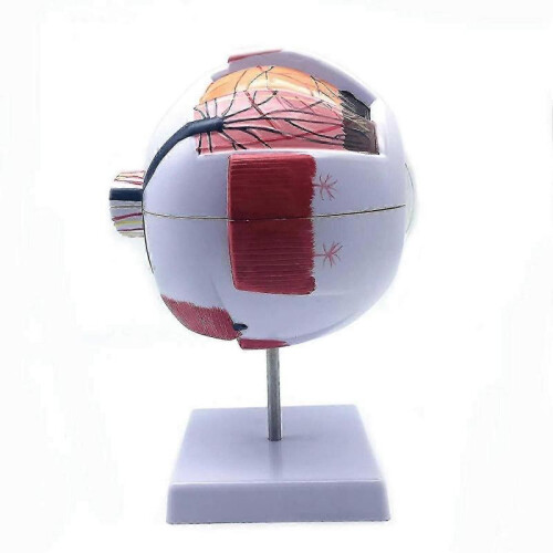 6X Enlarged Human Eye Anatomical Model,Anatomically Accurate Eye Model Human Eye Anatomy for Scienc 1