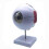 6X Enlarged Human Eye Anatomical Model,Anatomically Accurate Eye Model Human Eye Anatomy for Scienc 4