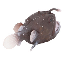 Anglerfisch-Figur - Kunststoff-Marine-Modell für den Schreibtisch