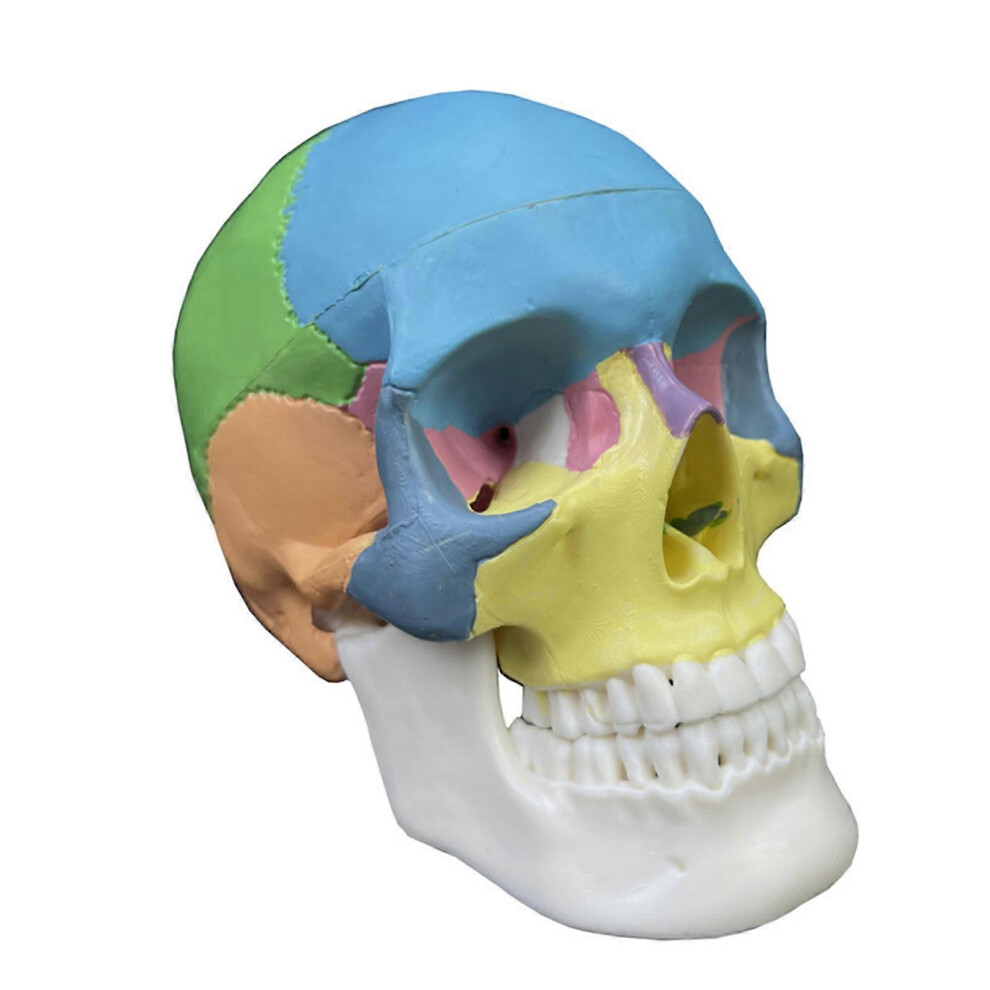(As Show, One Size) Detachable 4D Disassembled Color Anatomy Skull Model Learning Tool Life Size Human Organs Anatomical Model Teaching Tool 3081097259424