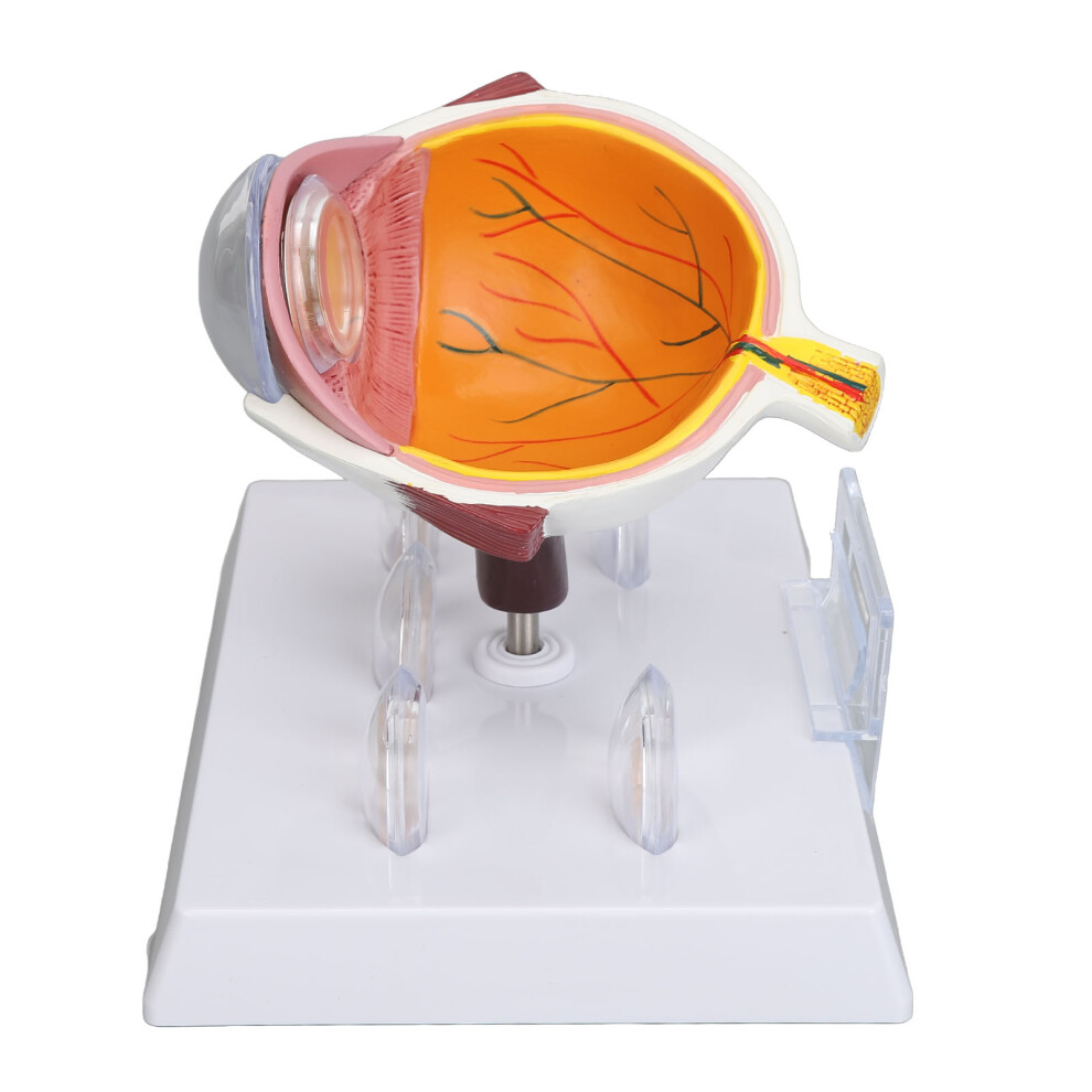 Human Eye Anatomical Model Accurate Display Enlarged Medical Eyeball Explanation Model with Card-image-OPC-PHQWXPJ-NEW