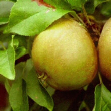 Egremont Russet Apple Large Fruit Tree 5-6ft Supplied in a Pot By Direct Plants