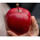 Apple Red Devil Large Fruit Tree 6ft Tall Supplied in a Pot by Directplants 1