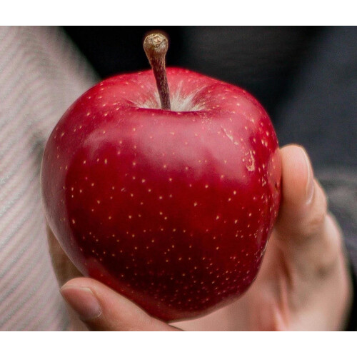 Apple Red Devil Large Fruit Tree 6ft Tall Supplied in a Pot by Directplants